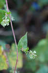 Climbing false buckwheat